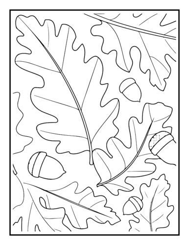 Oak leaves and acorns scattered pattern with detailed veins and caps