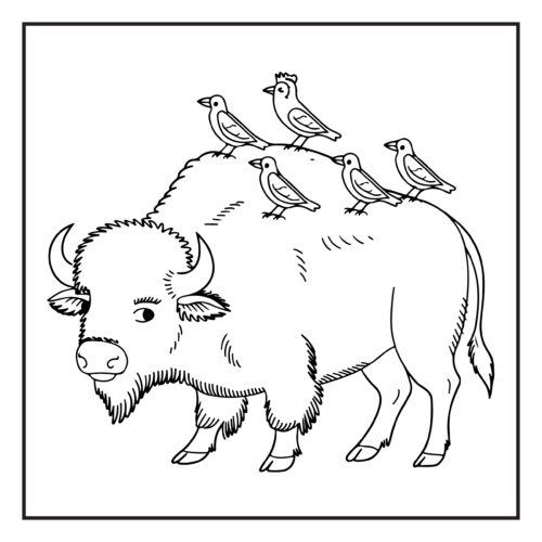 Buffalo carrying small birds on his back
