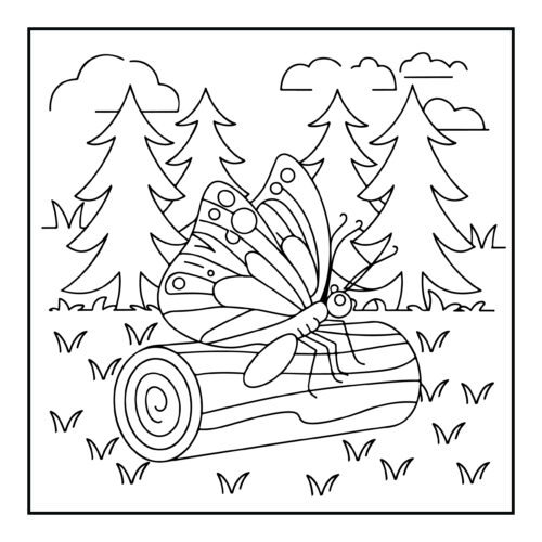 Butterfly on log in forest with pine trees background