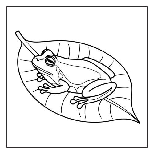 Frog resting comfortably on a large leaf