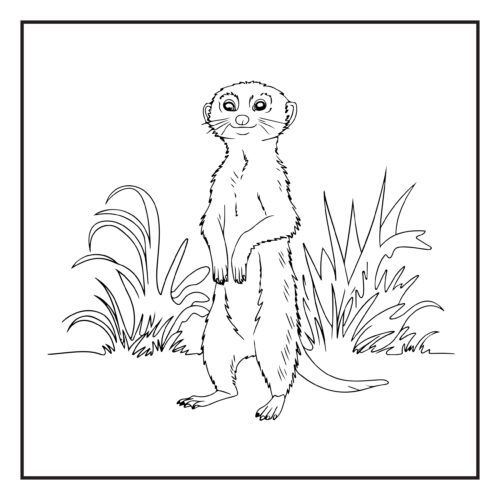 Meerkat standing upright in tall grass