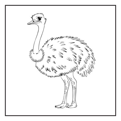 Ostrich with fluffy feathers and neck