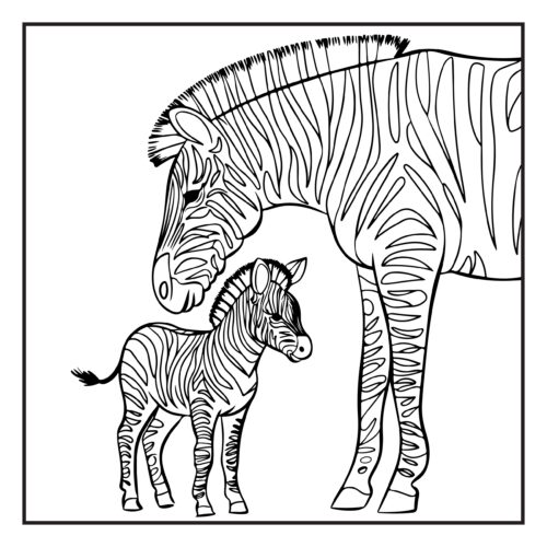 Zebra mother and baby with stripes