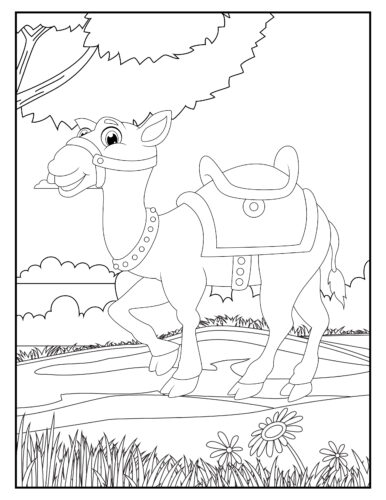 Camel with saddle ready