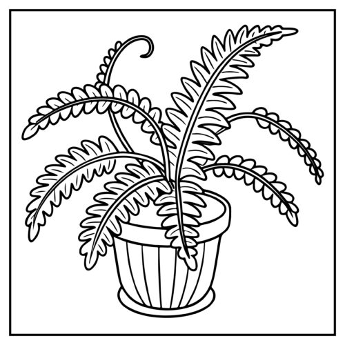 Fern plant in pot