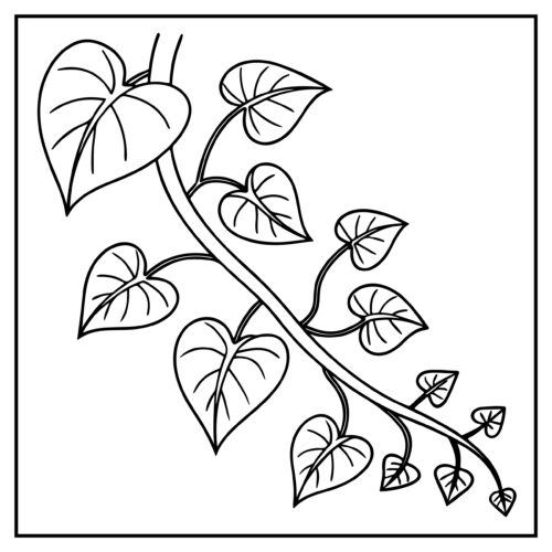 Ivy vine with heart leaves