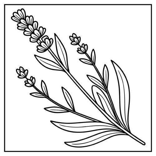 Lavender sprigs with small flowers
