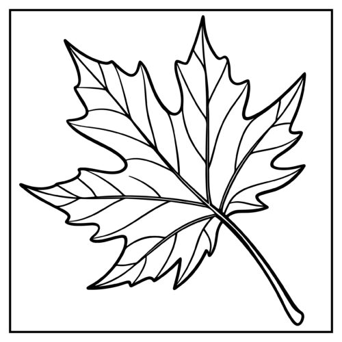 Single detailed maple leaf design