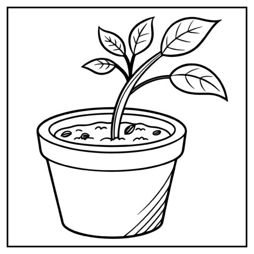 Small seedling growing sprout