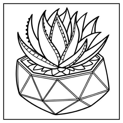 Succulent in geometric glass terrarium