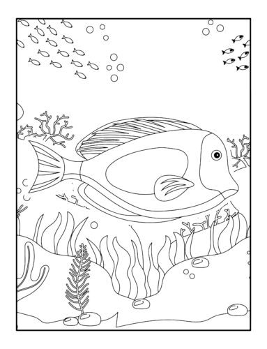 Tropical fish in coral reef environment