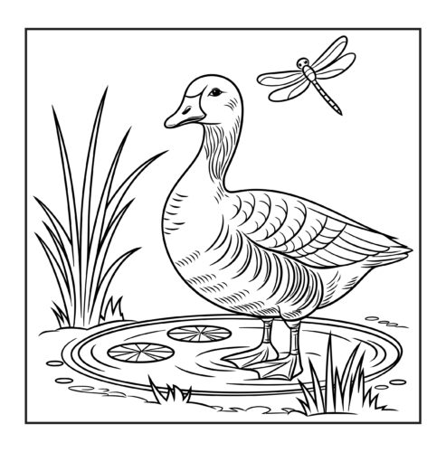 duck swimming in pond water